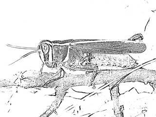 Barbarian Locust (Calliptamus barbarus)