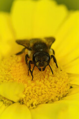 Vertical closeup on a Patchwork leafcutter solitary bee, Megachile centuncularis, sitting on a bright yellow flower