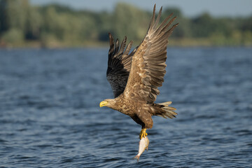 A white-tailed eagle caught a fish in the waters of the Szczecin Lagoon
