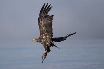 A white-tailed eagle caught a fish in the waters of the Szczecin Lagoon