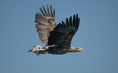 A white-tailed eagle caught a fish in the waters of the Szczecin Lagoon