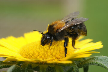 Closeup on an unusual dark form of the brown banded bumblebee, Bombus pascuorum moorselensis