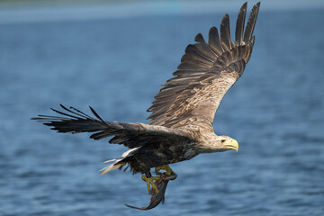 A white-tailed eagle caught a fish in the waters of the Szczecin Lagoon - obrazy, fototapety, plakaty