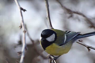 Great tit on a tree branch in the garden.
