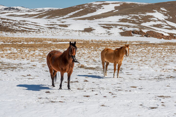 High Country Horses