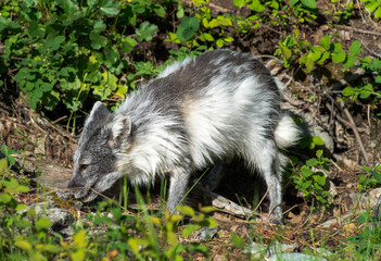 Arctic Fox in Springtime