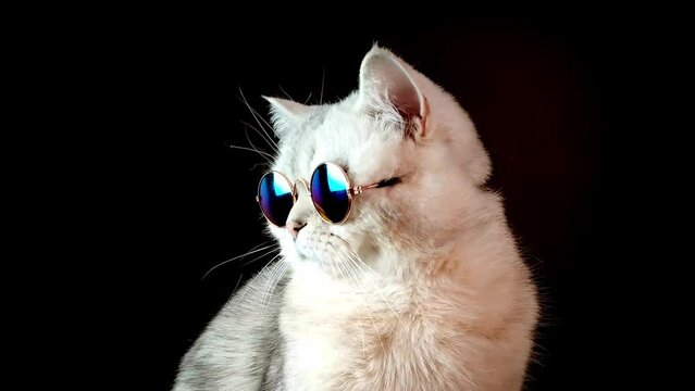 Close up of luxurious white cat in blue sunglasses on a black background