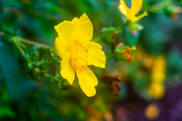 Hypericum calycinum, St Johns Wort
