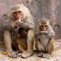 Two macaques eating at Galta Ji, Monkey Temple. Jaipur, Rajasthan, India.