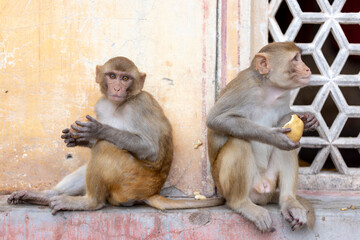 Two macaques eating at Galta Ji, Monkey Temple. Jaipur, Rajasthan, India.