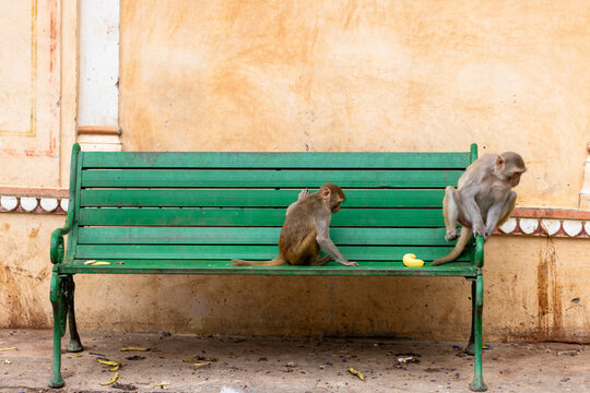 Dos macacos en un banco del Templo de los Monos (India)