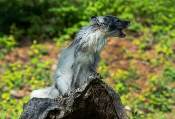 Arctic Fox in Springtime