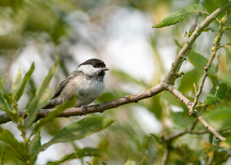 Willow tit (Poecile montanus) is a passerine bird in the tit family Paridae. willow tit in summer among the leaves in a typical pose with characteristic features of the species.