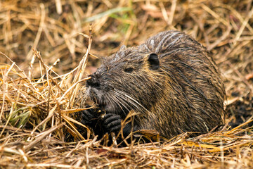  Nutria eating in Hula