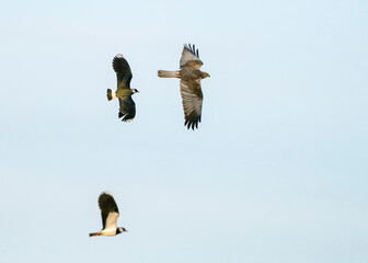 Northern lapwing (Vanellus vanellus) chasing the predator western marsh harrier (Circus...