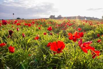 Tuinposter sunlight on blooming red Anemone Coronaria field © EAZN99