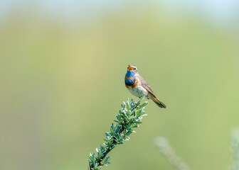 Bluethroat (Luscinia svecica) is a small passerine bird family Muscicapidae. Male Bluethroat (Luscinia svecica) singing on a branch in spring.
