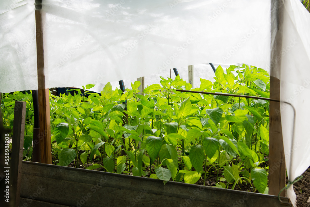 Wall mural Bunch of green pepper on a plant during ripening. outdoors. Home farming. Canopy from the sun.