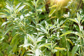 Sage officinalis (Salvia officinalis) - stages of growth	