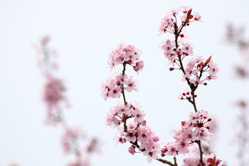The Two Cherry Blossom Branches