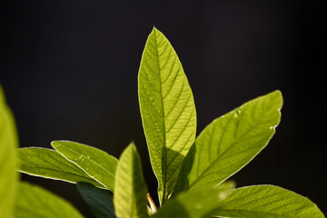 When Sunlight Highlights Green Leaves