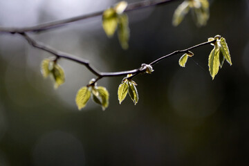 Branch of New Leaves