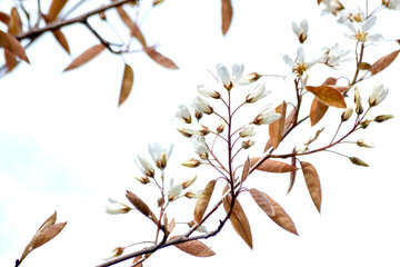 White flower branch sretches across the sky