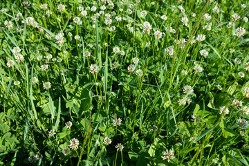 White clover on summer meadow. Blooming clover flowers in green grass for publication, design, poster, calendar, post, screensaver, wallpaper, postcard, banner, cover, website. High quality photo