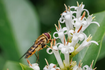 Biene auf Blüte © Andre Wilms