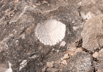 A fossil scallop shell on Taurus Mountains in Mersin, Turkey