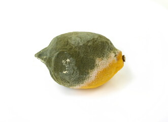 moldy citron, lemon, close-up.Citrus fruit covered with fungus.