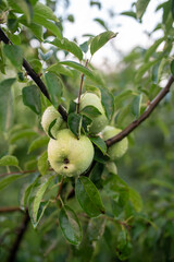 juicy ripe green apples on the tree