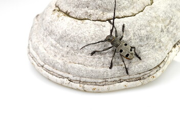 Longhorn beetle isolated on white background, Morimus funereus 