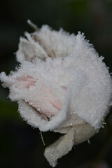 Macro photography of frosted rose petals