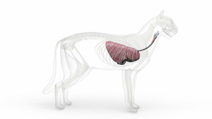 3D illustration of cat anatomy of respiratory system with transparent body in clean white background