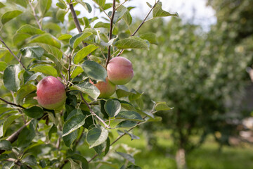 juicy ripe red apples on the tree