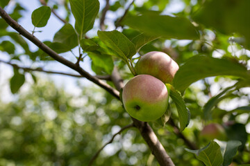 juicy ripe red apples on the tree