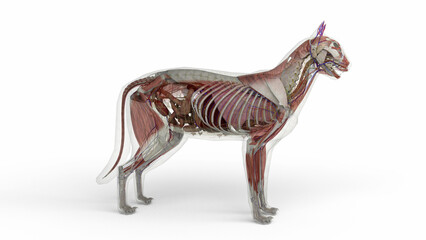 3D illustration of cat anatomy with transparent body in clean white background