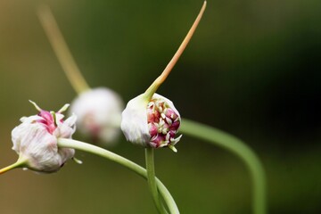 Nahaufnahme junge Knoblauchpflanze