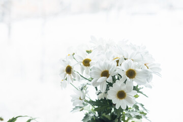 a bouquet of white daisies close-up by the window against the backdrop of snow