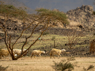 desert goat farm in saudi arabia