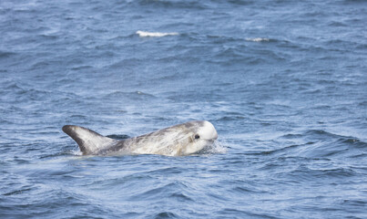 dolphin in the water, Risso's dolphin
