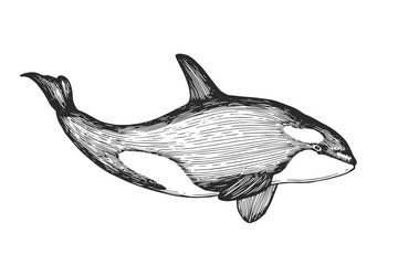 Vector hand-drawn illustration of a killer whale in the style of engraving. A black and white sketch with an oceanic wild animal isolated on a white background. - 558984644