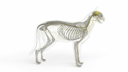 3D illustration of cat anatomy of nervous system with transparent body in clean white background
