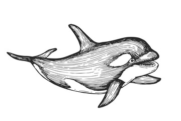Vector hand-drawn illustration of a killer whale in the style of engraving. A black and white sketch with an oceanic wild animal isolated on a white background.