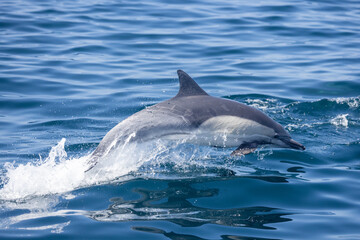 dolphin in the sea, dolphin jumping out of water, dolphin in the water, common dolphin 