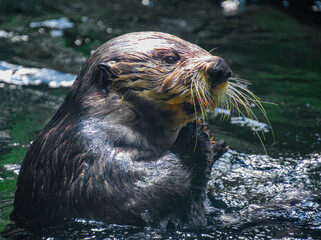 sea lion on the rock