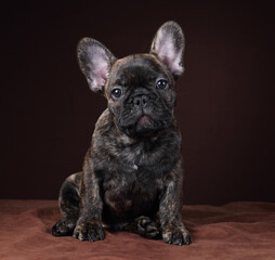 Cute little french bulldog puppy. Funny Puppy