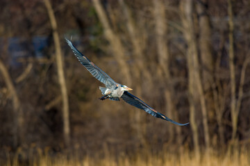osprey in flight