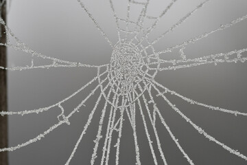 Macro photography of a frosty cobweb